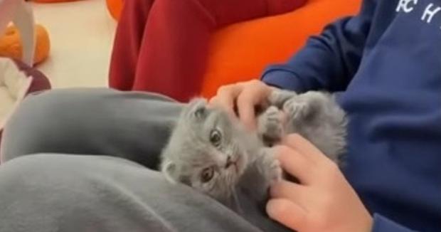 Двоє пухнастиків вже померли: "Котяче кафе" в Одесі здає тварин в оренду за гроші (відео)