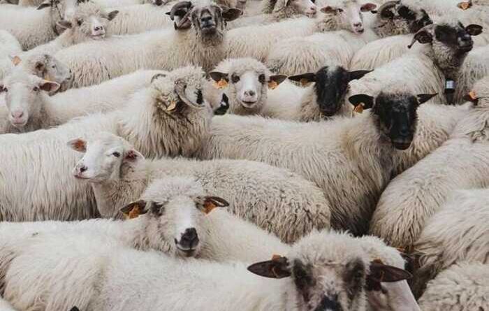 У Баварії 50 овець забігли до супермаркету й влаштували там безлад — The Telegraph