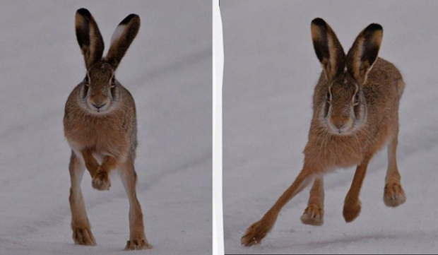 Завис над землею: у Чорнобильському заповіднику впіймали "летючого" зайця