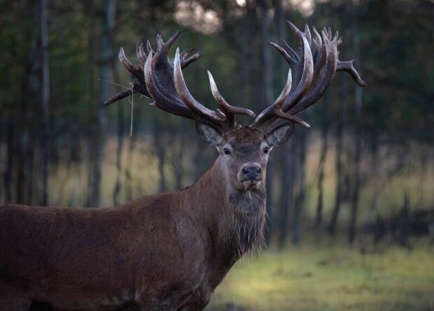 Унікального оленя-рекордсмена Руні вбили не браконьєри: Власник екопарку поділився своїми підозрами