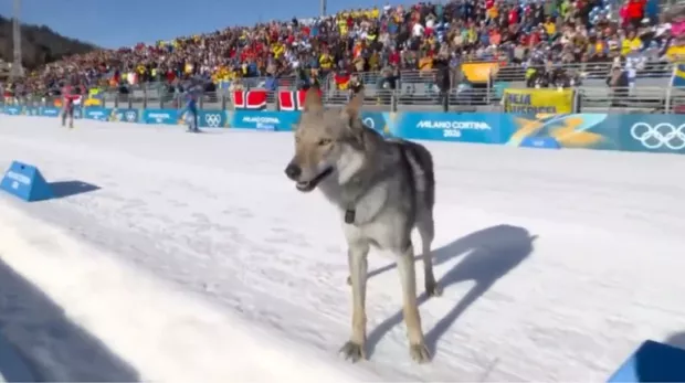 Зимова Олімпіада-2026: Пес увірвався на лижні перегони і став зіркою мережі (відео)