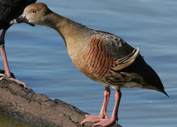 Любителям шампанського сподобається: На Одещині зафіксували рідкісного птаха з незвичним голосом