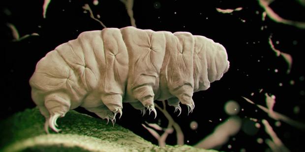 Маску доведеться відкласти подорожі: Марсіанський ґрунт вбиває істот, що витримують вакуум космосу, радіацію і сильний холод