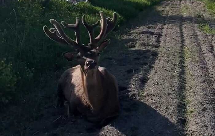 На Рівненщині жінка збила зірку Полісся оленя Бориса і "цинічно" втекла: її затримали