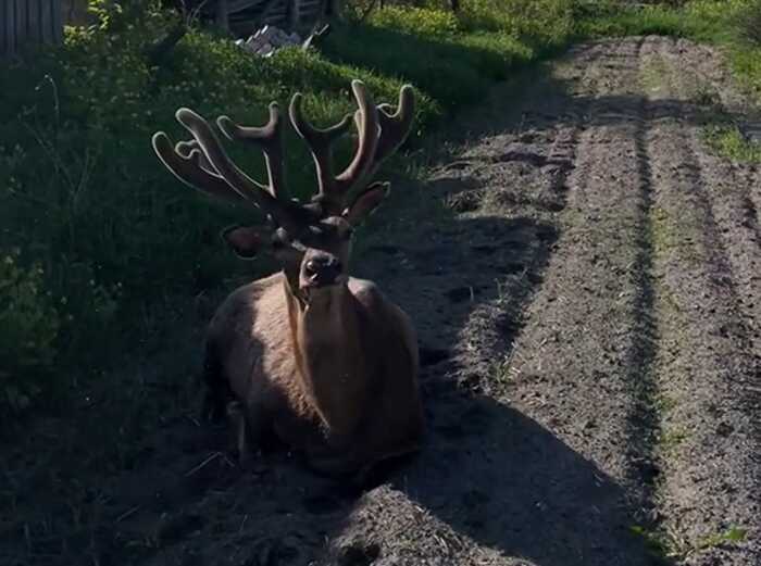 На Рівненщині жінка збила зірку Полісся оленя Бориса і "цинічно" втекла: її затримали