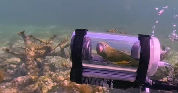 Зоозахисники обурені: Власник відправив папугу Бебе у підводну пригоду на саморобній "субмарині" (відео)