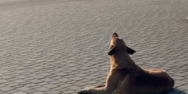 Приклад для деяких людей: На Житомирщині песик "співає" гімн України та щодня вшановує загиблих під час хвилини мовчання (відео)