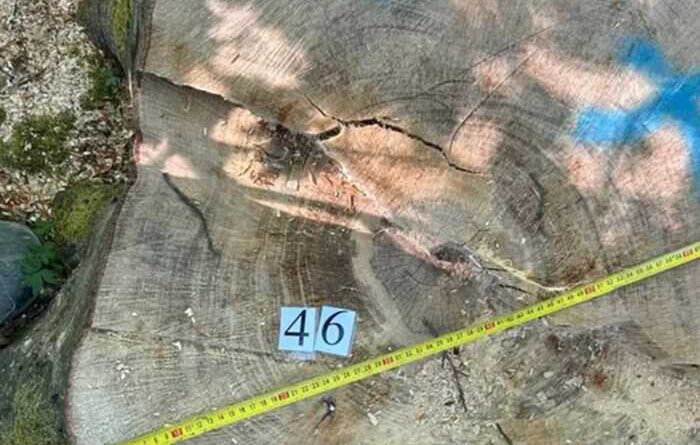 Недогледіли вирубку: двом майстрам лісу Чорнівського лісництва оголосили підозру через завдання 19 мільйонів гривень збитків